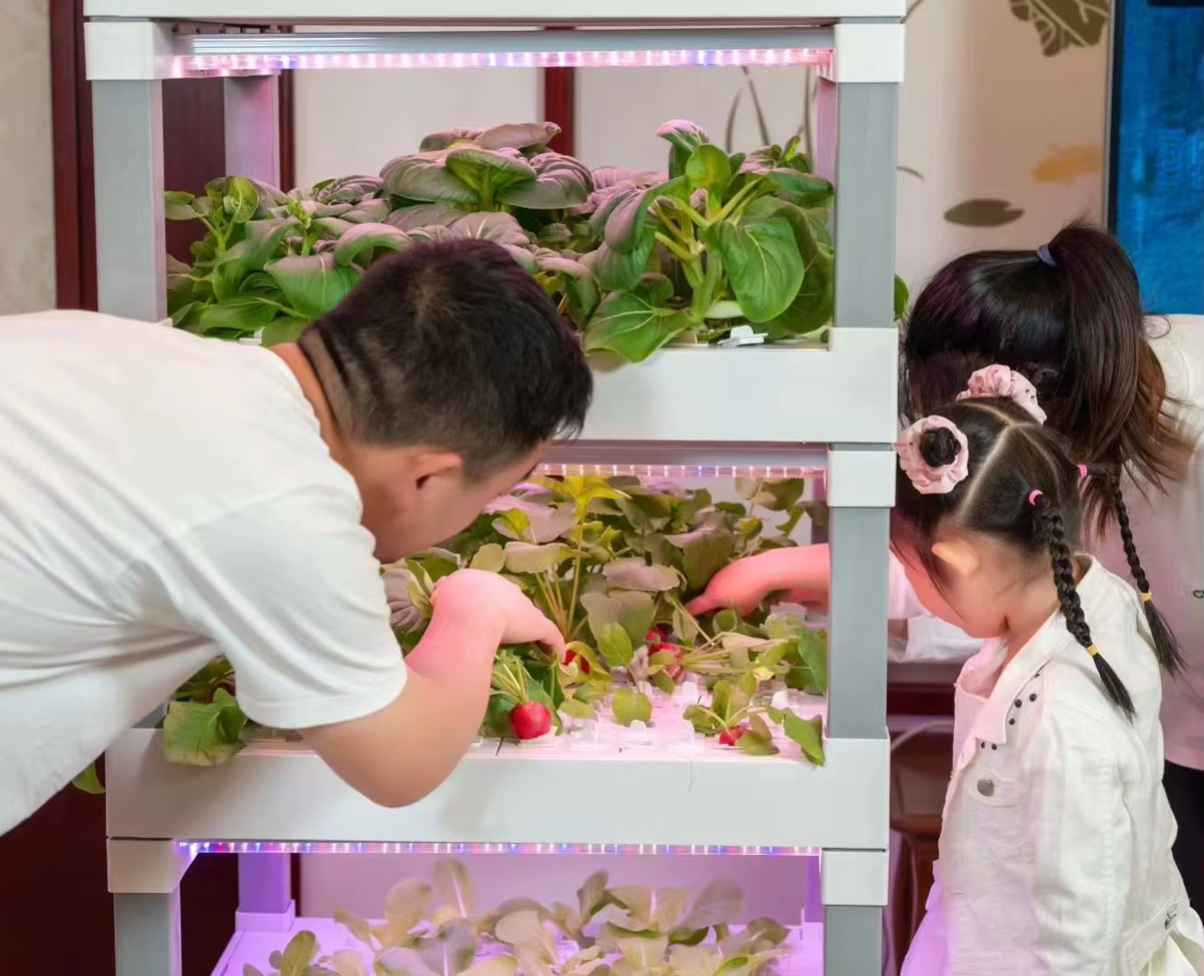 nt China Hydrokultur Grow Box  – Diy Home Automation System Bewertung und Preis